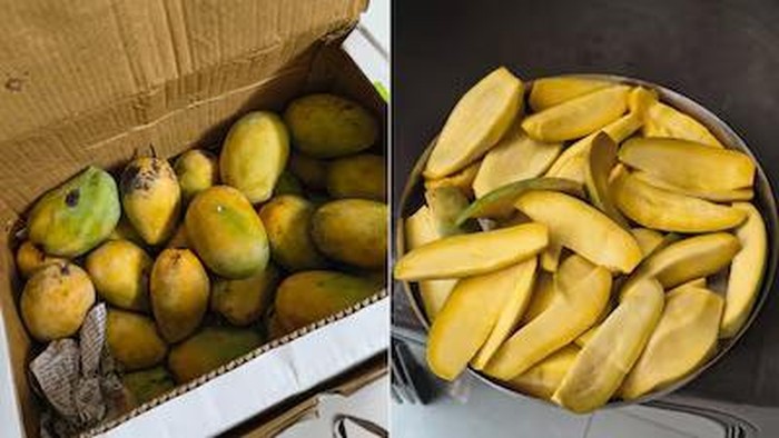 Zonk! Mangga Organik Rp 300 Ribu Ini Ternyata Rasanya Hambar
