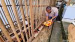 Budidaya Ayam Sengkuni Kian Diminati Masyarakat Desa di Ponorogo