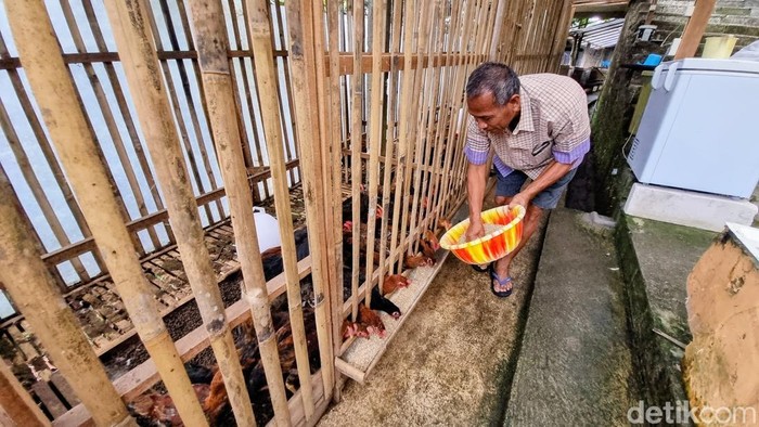 Budidaya ayam Sengkuni di Ponorogo
