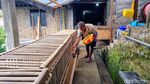 Budidaya Ayam Sengkuni Kian Diminati Masyarakat Desa di Ponorogo