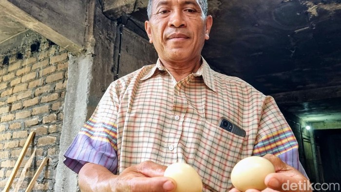 Budidaya ayam Sengkuni di Ponorogo