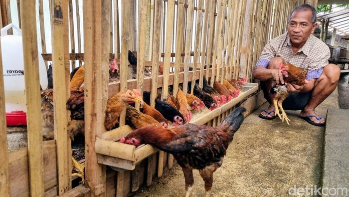 Budidaya ayam Sengkuni di Ponorogo