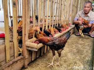 Kisah Peternak Ayam Sengkuni Ponorogo Modal 8 Ekor Kini Sudah Ribuan
