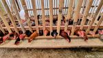 Budidaya Ayam Sengkuni Kian Diminati Masyarakat Desa di Ponorogo