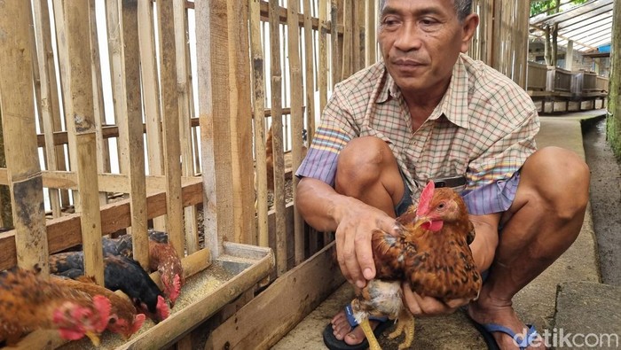 Budidaya ayam Sengkuni di Ponorogo