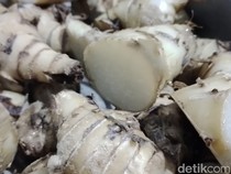 Mengenal Ganyol, Pangan Langka Sumedang yang Kaya Manfaat