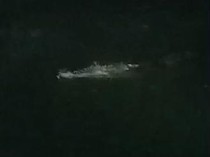 Geger Buaya 4 Meter Muncul di Bawah Jembatan Pampang Makassar