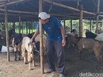 Pedagang Kambing Kurban di Mataram Beri Bonus Telur Satu Tray demi Gaet Pembeli