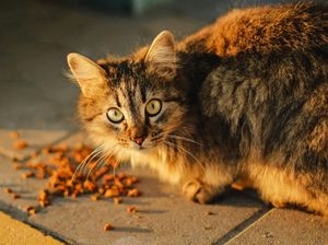 Detik-detik Kucing di Bekasi Diambil Tukang Mi Ayam Dimasukkan ke Laci