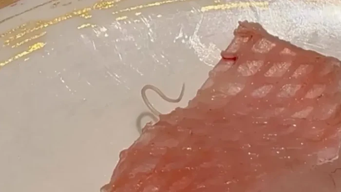 Jijik! Pelanggan Ini Temukan Cacing Hidup di Menu Sashimi