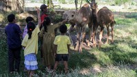 Pemberian vitamin menjadi bagian dari upaya pencegahan penyakit hewan ternak. Foto: ANTARA FOTO/Umarul Faruq