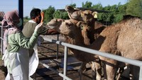 Petugas Dinas Pertanian Bidang Kesehatan Hewan (Keswan) Kabupaten Mojokerto memberikan vitamin kepada unta di peternakan Berkah Wafa Farm Desa Watesnegoro, Ngoro, Kabupaten Mojokerto, Jawa Timur. Foto: ANTARA FOTO/Umarul Faruq