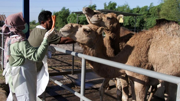 Petugas Dinas Pertanian Bidang Kesehatan Hewan (Keswan) Kabupaten Mojokerto memberikan vitamin kepada unta di peternakan Berkah Wafa Farm Desa Watesnegoro, Ngoro, Kabupaten Mojokerto, Jawa Timur, Selasa (12/5/2026). Pemberian vitamin pada unta tersebut untuk memaksimalkan metabolisme tubuh dan nafsu makan, serta pencegahan dan pengendalian penyakit hewan. ANTARA FOTO/Umarul Faruq/kye