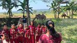 Melihat Perternakan di Mojokerto Budidaya Unta