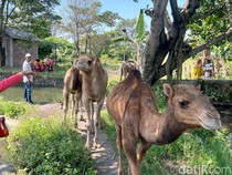 Video: Intip Budidaya Unta Impor dari Australia di Mojokerto