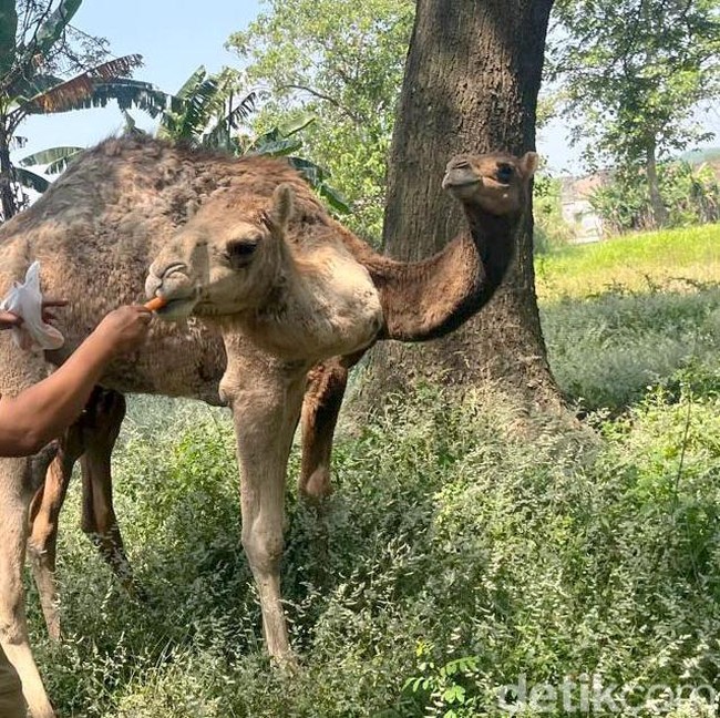 Melihat Perternakan di Mojokerto Budidaya Unta