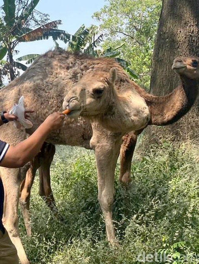 Melihat Perternakan di Mojokerto Budidaya Unta