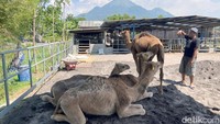 Peternakan bernama Berkah Wafa Farm itu pemiliknya melakukan budi daya unta.