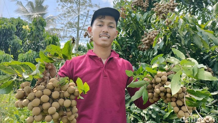 Muhammad Sodri saat memanen kelengkeng