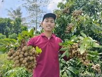 Video: Cuan Ratusan Juta Rupiah dari Manisnya Budidaya Buah Kelengkeng