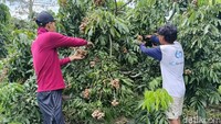 Kebun kelengkeng ini merupakan hasil alih fungsi lahan yang sebelumnya dinilai kurang produktif.