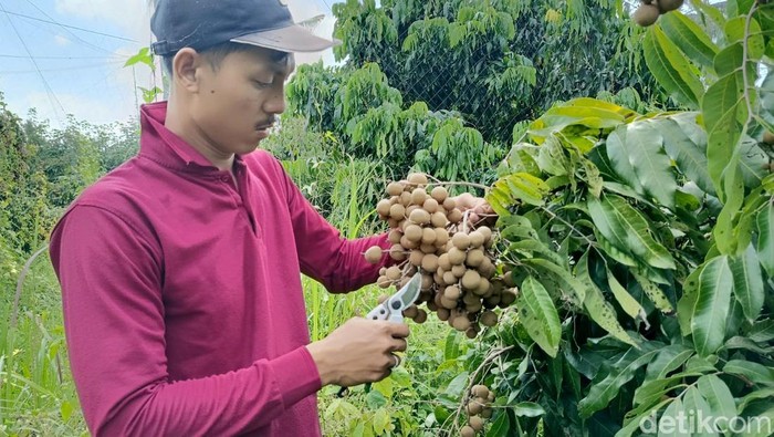Petani Klengkeng Lumajang