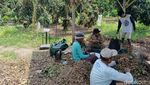 Potret Sodri Menanam Kelengkeng hingga Beromzet Ratusan Juta