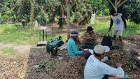 Sejumlah pekerja membantu proses panen kelengkeng yang menghasilkan sekitar empat ton buah setiap musim.