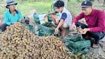 Potret Sodri Menanam Kelengkeng hingga Beromzet Ratusan Juta