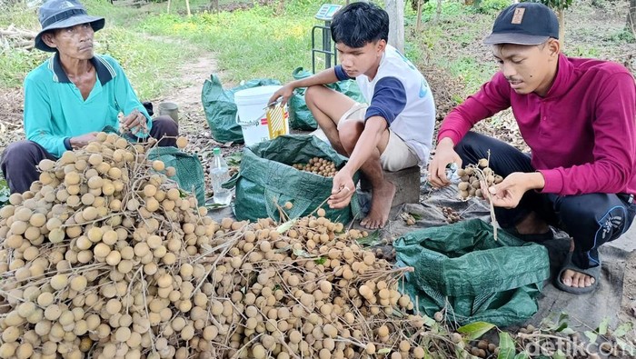 Petani Klengkeng Lumajang