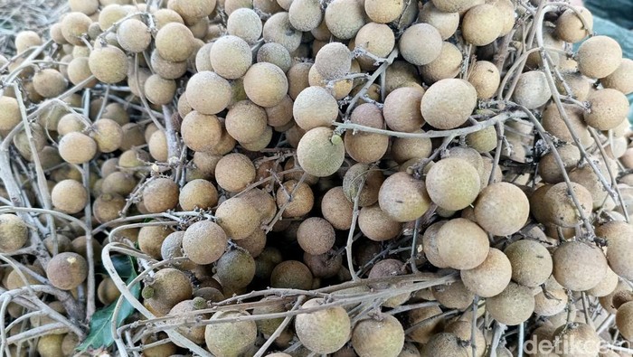 Petani Klengkeng Lumajang