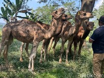 Unik, Peternakan di Mojokerto Ini Budidaya Unta Impor dari Australia