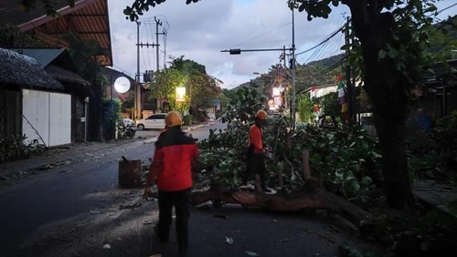 Petugas BPBD Karangasem mengevakuasi pohon ketapang tumbang di Jalan Amlapura-Denpasar tepatnya di wilayah Desa Bugbug, Karangasem, Bali, Rabu (13/5/2026). (Foto: Dok. BPBD Karangasem)