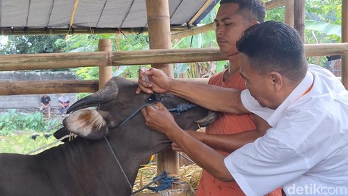 Petugas Distan Mataram mengecek kondisi kesehatan hewan kurban di Jalan Dakota, Rembiga, Kota Mataram, NTB, Rabu (13/5/2026). (Foto: Nathea Citra/detikBali)