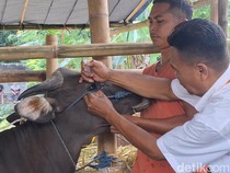 Cek Hewan Kurban Jelang Idul Adha, Distan Mataram Temukan Sapi Sakit Mata