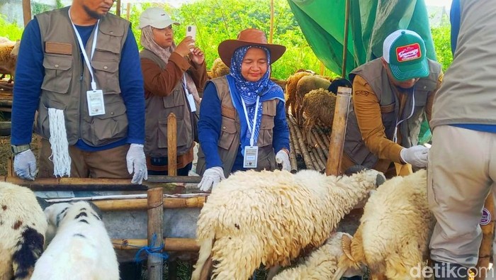 Petugas skrining hewan kurban di Lapak Tanggul Irigasi Karawang, saat melakukan pengecekan kesehatan hewan kurban