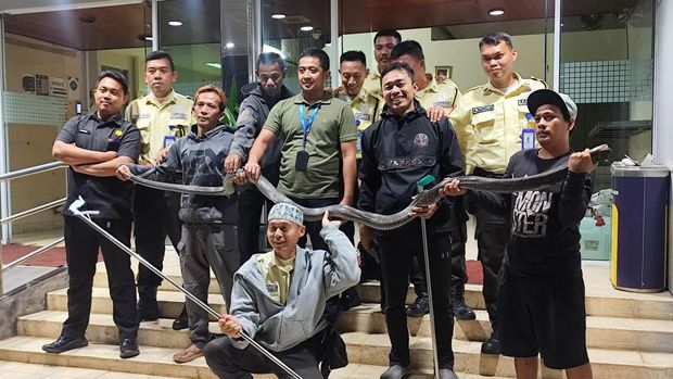 Proses evakuasi king cobra dari kantor BRIN Tangsel (dok. Istimewa)