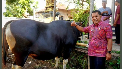 Sapi jumbo milik peternak asal Banjar Dinas Pondok, Desa Petandakan, Buleleng, Bali, dibeli oleh Presiden Prabowo Subianto untuk hewan kurban. (Foto: Dok. Dinas Pertanian Buleleng)