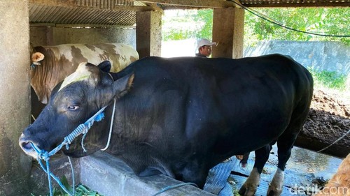 Sapi kurban Presiden Prabowo Subianto yang dibeli dari peternak asal Desa Tirtanadi, Kecamatan Labuhan Haji, Lombok Timur, NTB, Rabu (13/5/2026). foto (Sanusi Ardi W/detikBali).
