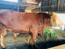 Prabowo Beli Sapi Jumbo Asal Lamongan, Bobotnya Tembus 1,2 Ton