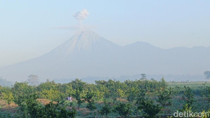 Semeru Erupsi hingga 4 kali.