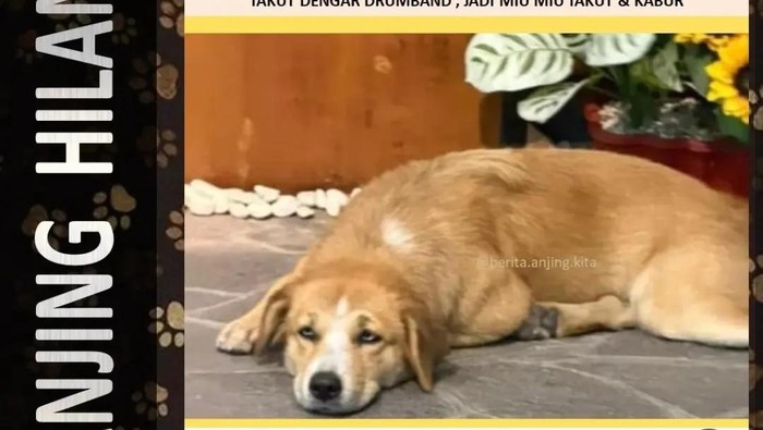 Tangkapan layar pencarian anjing milik Romo Tino yang hilang saat CFD.