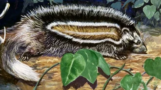 Ini Tikus Paling Mematikan di Dunia, Racunnya Bisa Bunuh Gajah