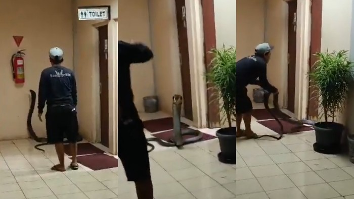 Viral Video King Cobra