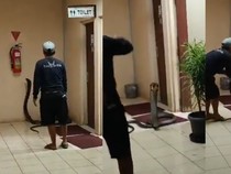 Menegangkan! Detik-detik King Cobra 4 Meter Dievakuasi dari Kantor BRIN Tangsel