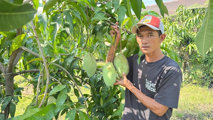 Yulianto bersama pohon mangga yang sedang dia kembangkan di kebun yang sama di mana dia mengembangkan kelengkeng.