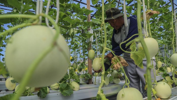 Seorang petani Fandi Johar mengecek kualitas buah melon jenis sweet lavender yang dibudidayakan dengan sistem hidroponik modern di Kelurahan Gambesi, Ternate, Maluku Utara, Kamis (14/5/2026). Budidaya melon hidroponik dengan luas lahan sekitar 180 meter persegi tersebut mampu menampung sekitar 560 pohon melon dan menghasilkan 300 kilogram buah melon per 70 hari sekali panen yang dipasarkan melalui sistem agrowisata dengan harga Rp50 ribu per kilogram, serta diharapkan menjadi solusi urban farming dalam mendukung ketahanan pangan. ANTARAFOTO/Andri Saputra/bar