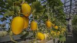 Melon Hidroponik Tumbuh Subur, Panen 300 Kg dari Lahan 180 Meter