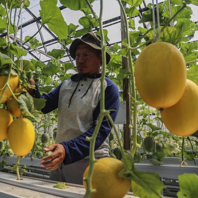 Melon Hidroponik Tumbuh Subur, Panen 300 Kg dari Lahan 180 Meter