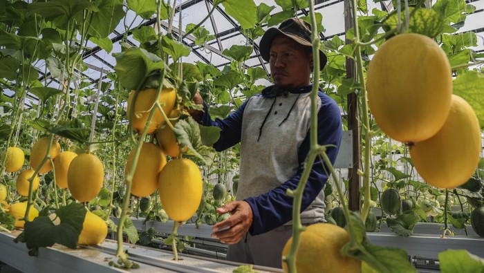 Seorang petani Fandi Johar mengecek kualitas buah melon jenis sweet lavender yang dibudidayakan dengan sistem hidroponik modern di Kelurahan Gambesi, Ternate, Maluku Utara, Kamis (14/5/2026). Budidaya melon hidroponik dengan luas lahan sekitar 180 meter persegi tersebut mampu menampung sekitar 560 pohon melon dan menghasilkan 300 kilogram buah melon per 70 hari sekali panen yang dipasarkan melalui sistem agrowisata dengan harga Rp50 ribu per kilogram, serta diharapkan menjadi solusi urban farming dalam mendukung ketahanan pangan. ANTARAFOTO/Andri Saputra/bar